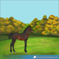 Horse Color:Brown 