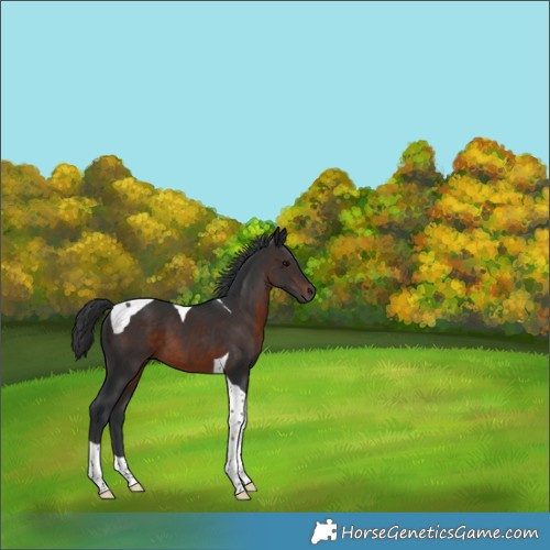 Horse Color:Brown Tobiano 