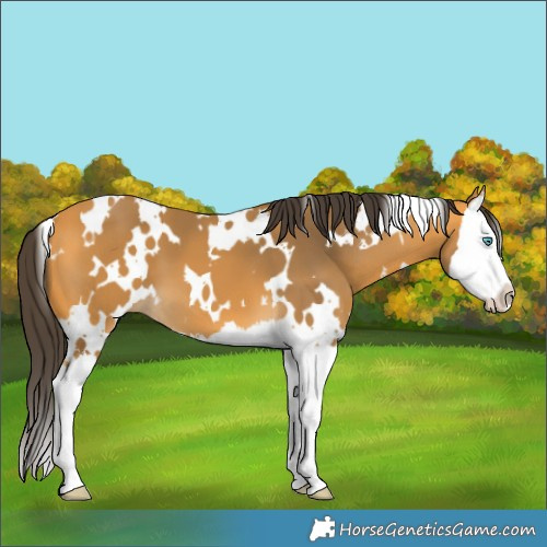 Horse Color:White Spotted Buckskin Splash 