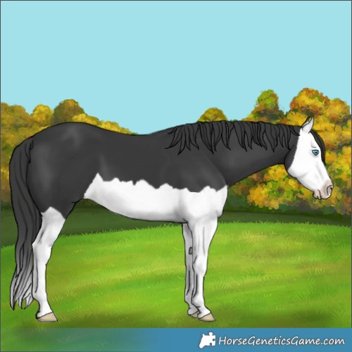 Horse Color:Black Splash 