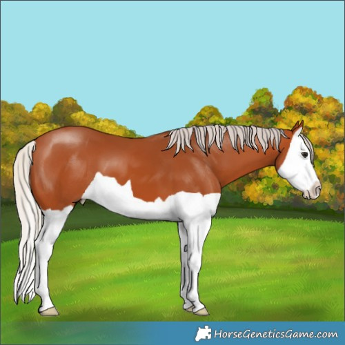 Horse Color:Silver Bay Splash 