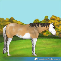 Horse Color:Buckskin Splash