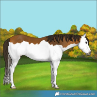 Horse Color:Gray Buckskin Splash 