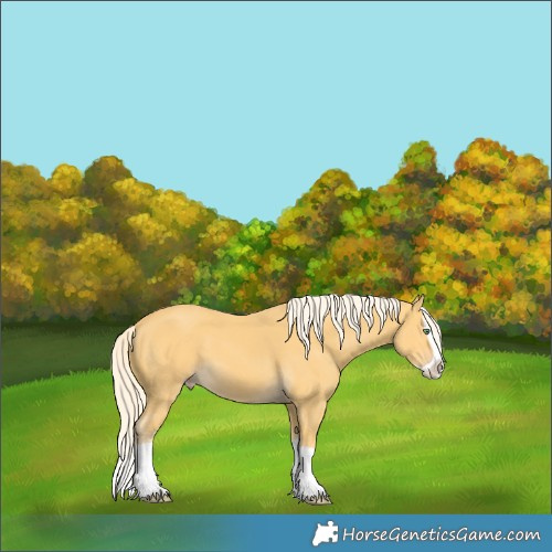 Horse Color:Gold Cream Champagne Splash 
