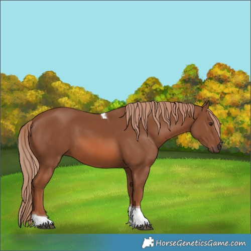 Horse Color:Chestnut Tobiano