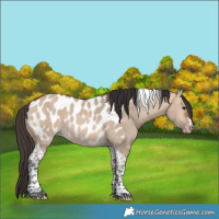 Horse Color:Bay Dun Tobiano Appaloosa