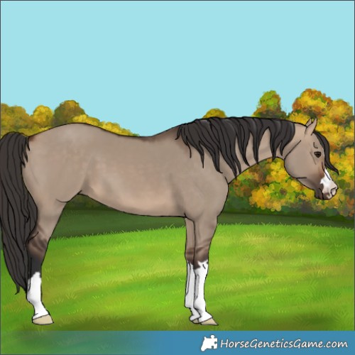 Horse Color:Bay Dun