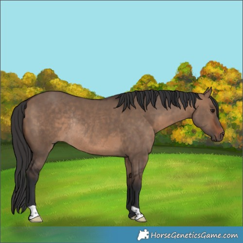 Horse Color:Brown Dun Rabicano
