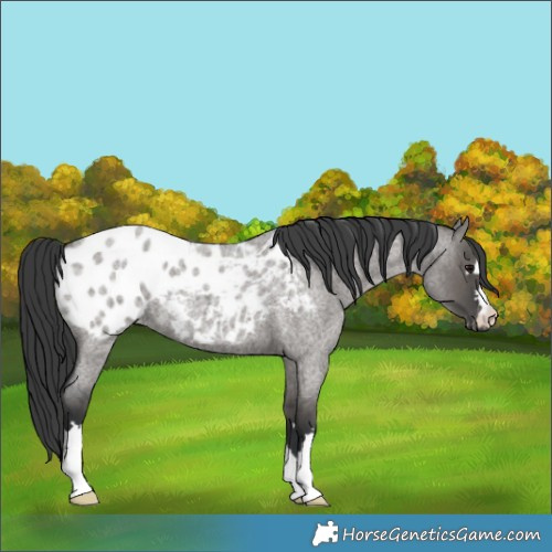 Horse Color:Grullo Roan Appaloosa