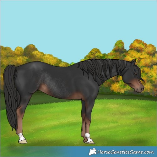 Horse Color:Liver Chestnut Rabicano 