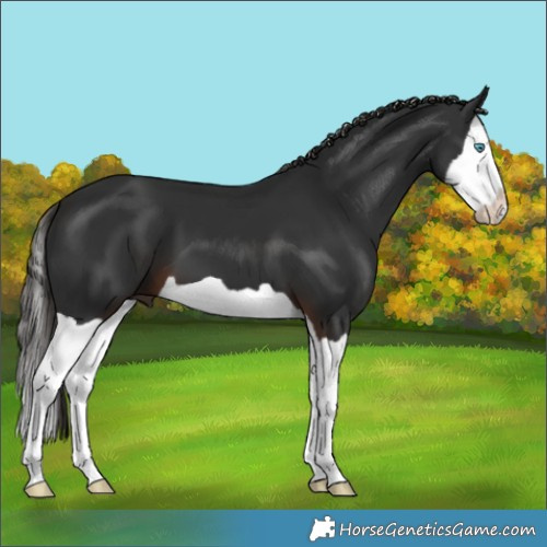 Horse Color:Liver Chestnut Splash 