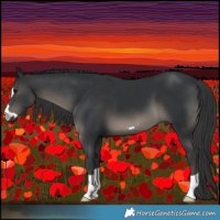 Horse Color:Black 