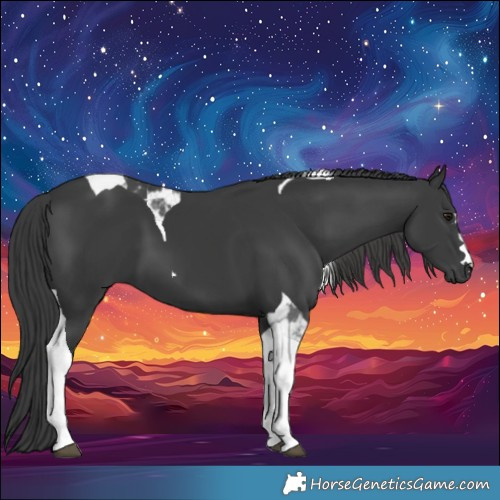 Horse Color:Black Tobiano 