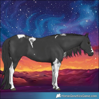 Horse Color:Black Tobiano
