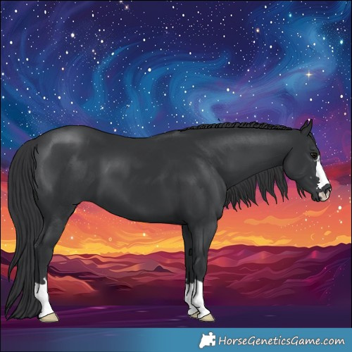 Horse Color:Black 