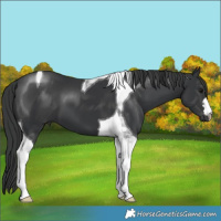 Horse Color:Black Tobiano 