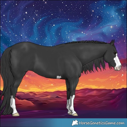 Horse Color:Black 