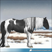 Horse Color:Black Tobiano
