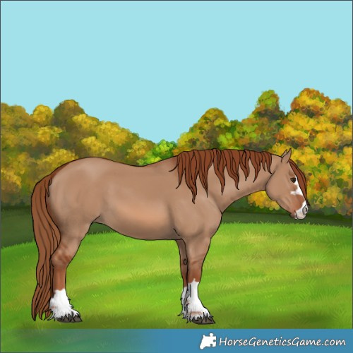 Horse Color:Red Dun 