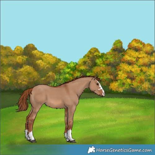 Horse Color:Red Dun 