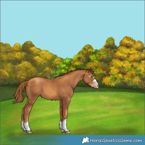 Horse Color:Gray Gold Champagne 
