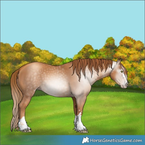 Horse Color:Gray Gold Champagne 