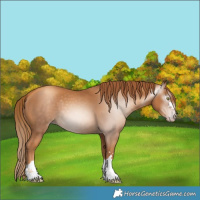 Horse Color:Gray Gold Champagne 