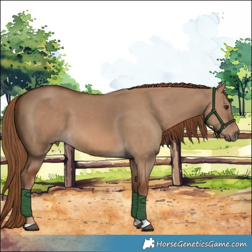 Horse Color:Red Dun 
