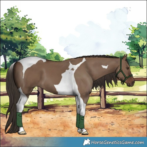 Horse Color:Liver Red Dun Tobiano 