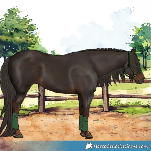 Horse Color:Liver Chestnut 