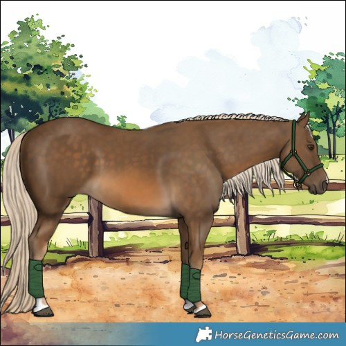 Horse Color:Chocolate Palomino 