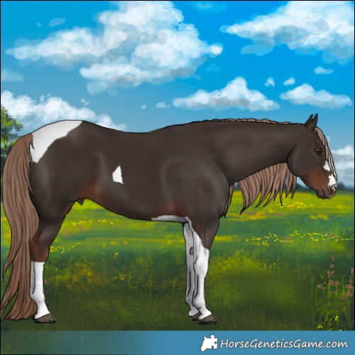 Horse Color:Liver Chestnut Tobiano 