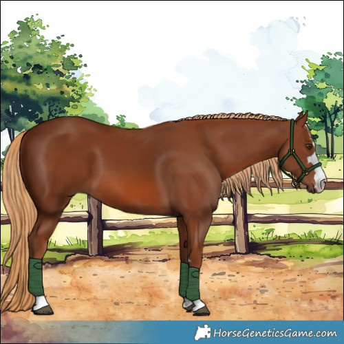 Horse Color:Chestnut 