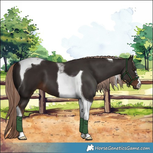 Horse Color:Liver Chestnut Tobiano 