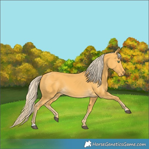 Horse Color:Palomino 