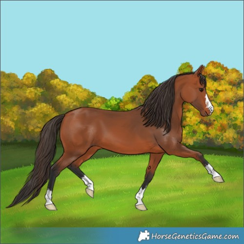 Horse Color:Bay 