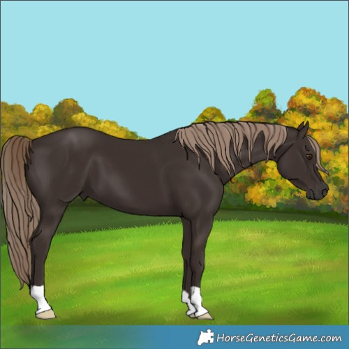 Horse Color:Liver Chestnut 