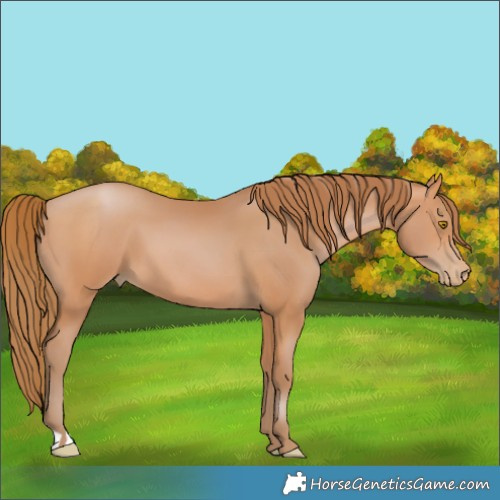 Horse Color:Bay Pearl 