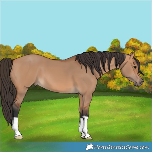 Horse Color:Bay Dun