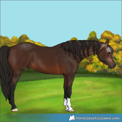Horse Color:Gray Bay 
