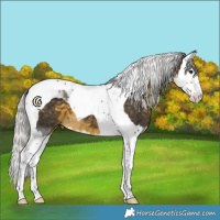Horse Color:White Spotted Silver Buckskin Splash Tobiano
