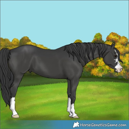 Horse Color:Black 