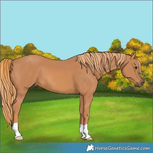 Horse Color:Chestnut 