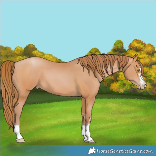 Horse Color:Bay Pearl