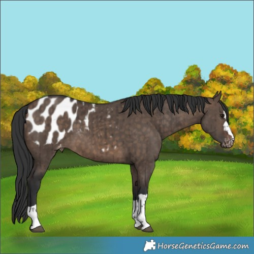 Horse Color:Brown Dun Appaloosa Brindle