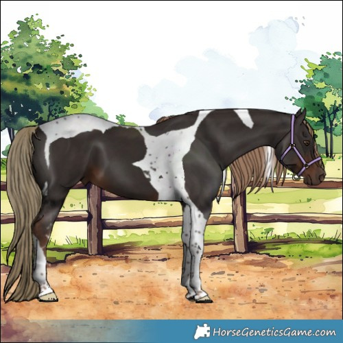 Horse Color:Liver Chestnut Tobiano 