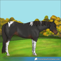 Horse Color:Liver Chestnut Tobiano 