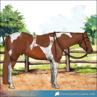 Horse Color:Chestnut Tobiano 