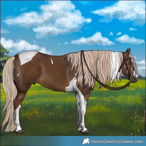 Horse Color:Chocolate Palomino Tobiano 
