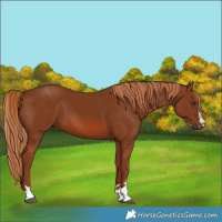Horse Color:Chestnut 
